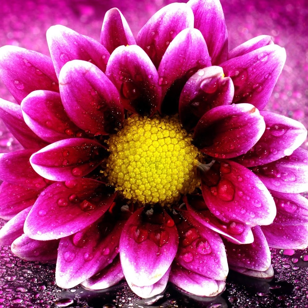 Meet your Posher, Alfayomega87